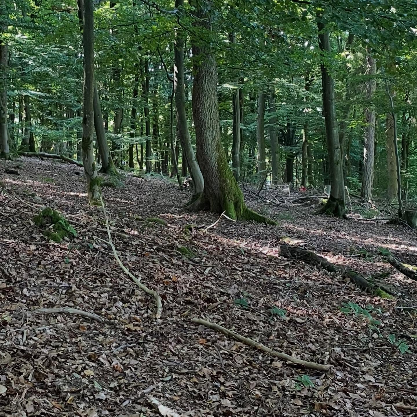 Heute geht’s wieder in den Wald zum Fantasy-Spiel. Finde den Leiter im Bild. #zeltlager #fantasy